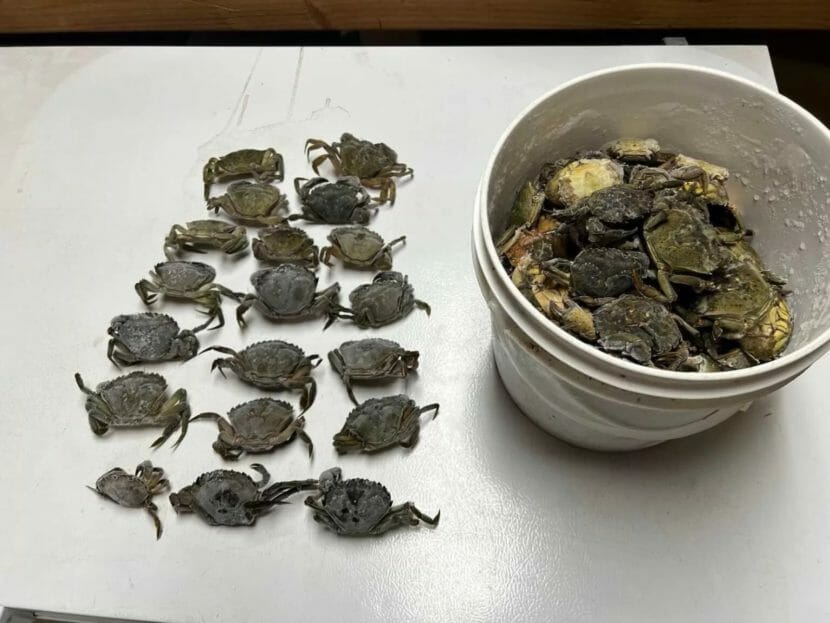 Twenty green crabs laid out in rows on a table, with a bucket full of green crabs next to them