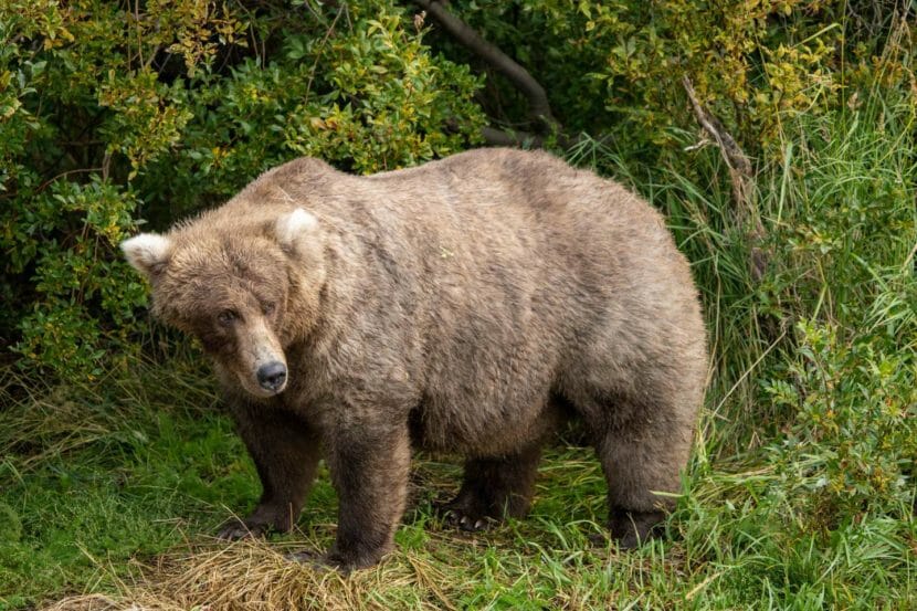 A bulky brown bear stands looking to its left
