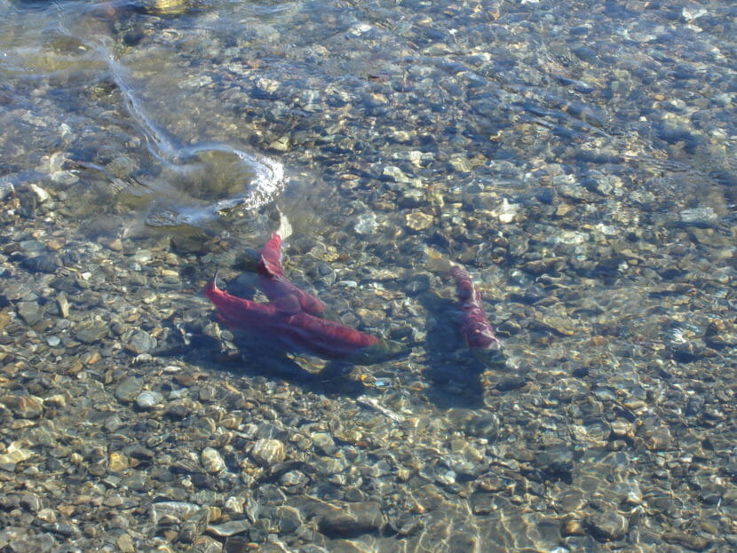 Three bright red salmon in a shallow stream