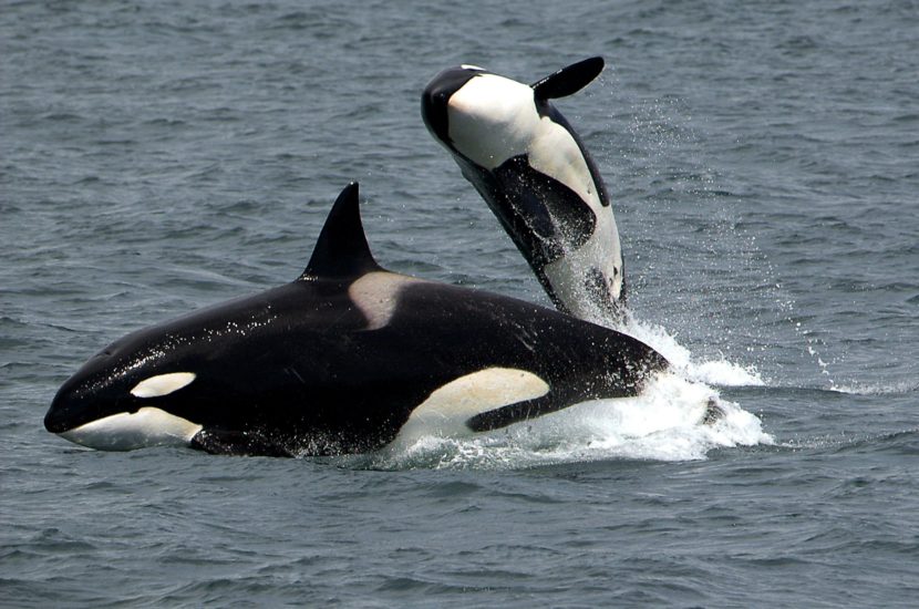 Two killer whales breaching
