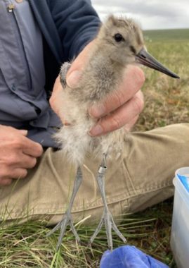 A hand holding a brown bird with spindly legs and a long, black peak