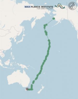 A map of the Pacific with a green line from western Alaska to Tasmania
