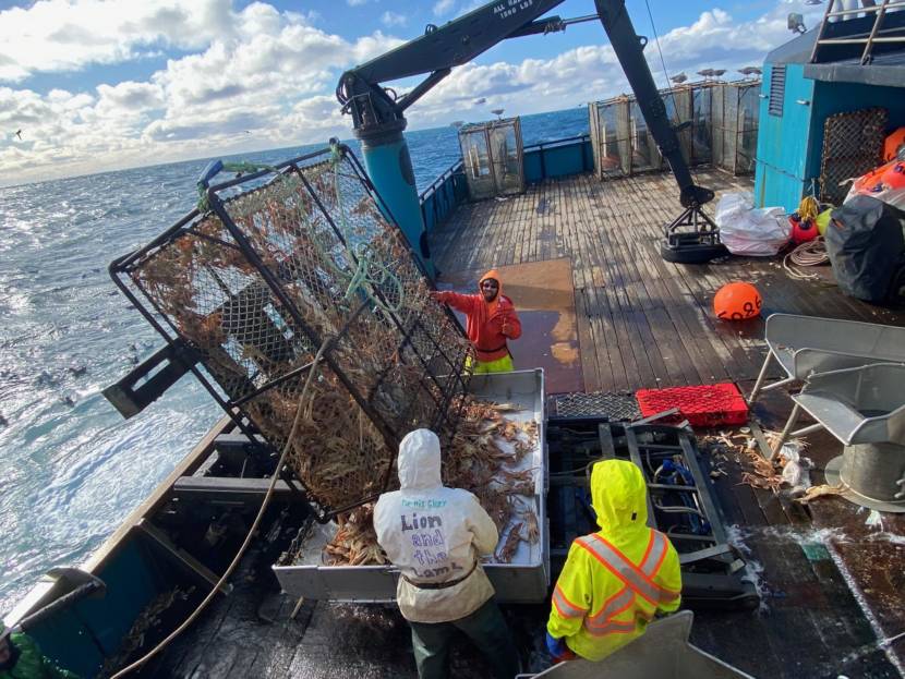 Three men emptying a crab pot on a fishing boat