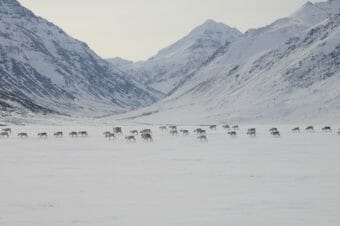 In the distance, caribou cross snow-covered tundra in front of a treeless mountain range.