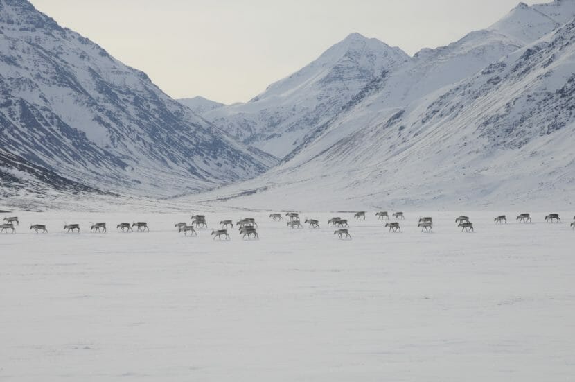 In the distance, caribou cross snow-covered tundra in front of a treeless mountain range.