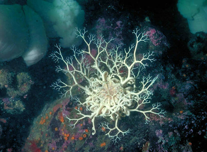 A tan basket star illuminated on the seafloor