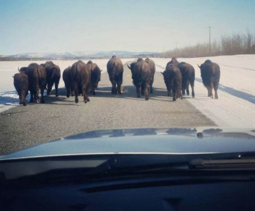 A photo shot through a windshield at about a dozen bison walking together down a road, with deep snow on either side.