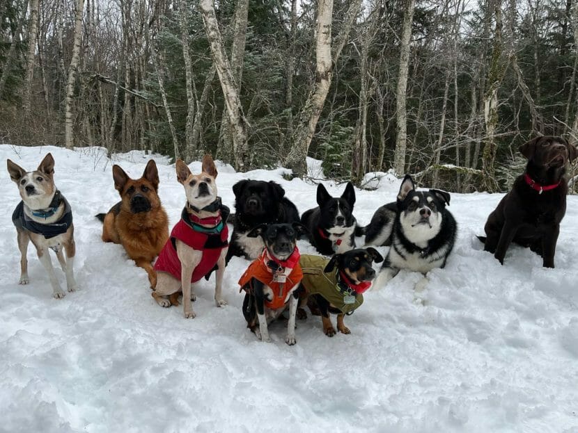 Nine dogs sitting in the snow.