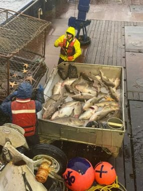 A fisherman stands by a cod pot that's mostly full of fish.