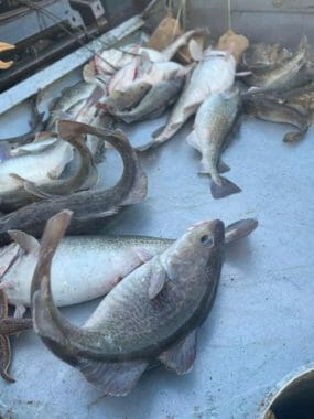 Cod flopping in the bottom of a cod pot