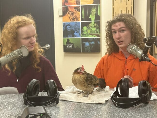 Cupcake the chicken on the table in Studio 2K Radio Studio