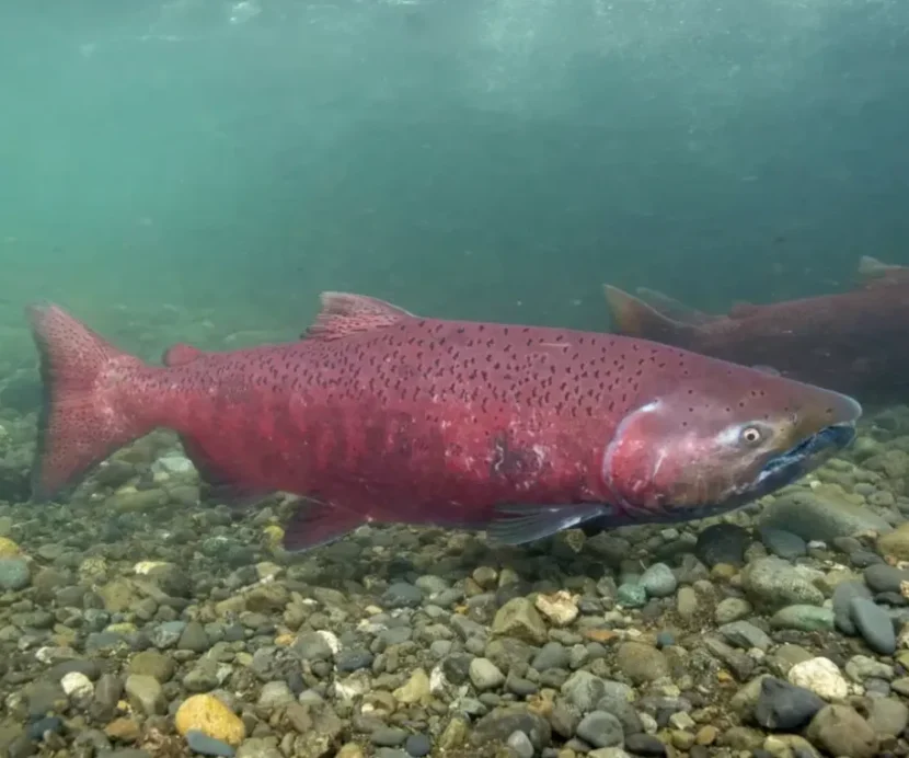 A bright red salmon swims underwater