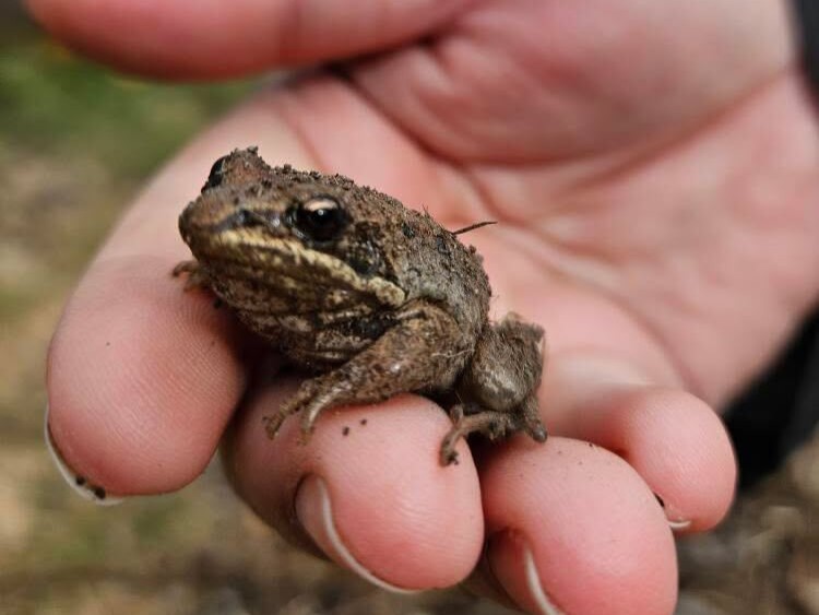 A person's hand holds a frog