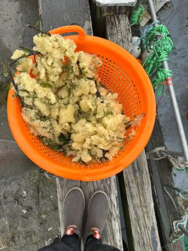 herring eggs on hemlock branches sit in an orange plastic basket 