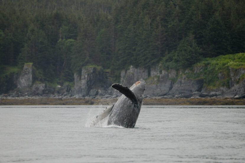 A humpback whale calf breaches in Juneau's North Pass. Photo courtesy of Heidi Pearson, taken under NMFS ESA/MMPA Permit No. 27342)