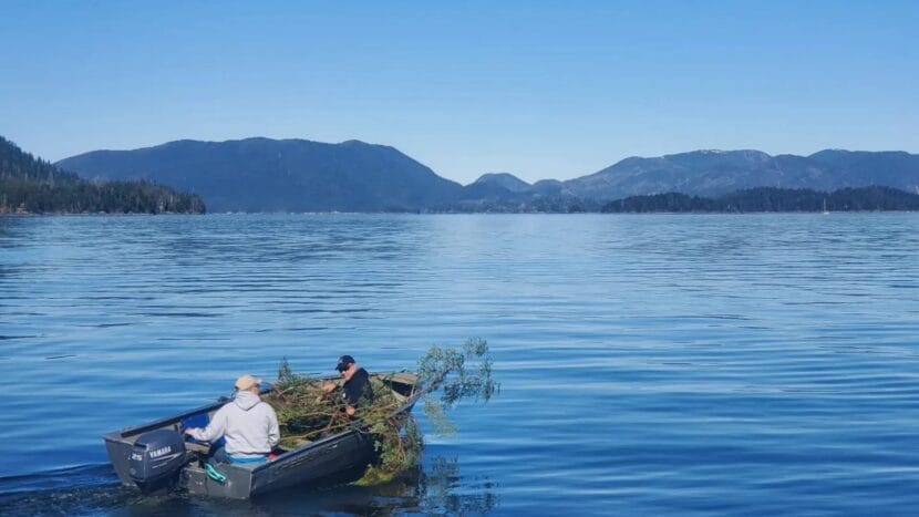 men sit in a small boat filled with hemlock branches on the ocean