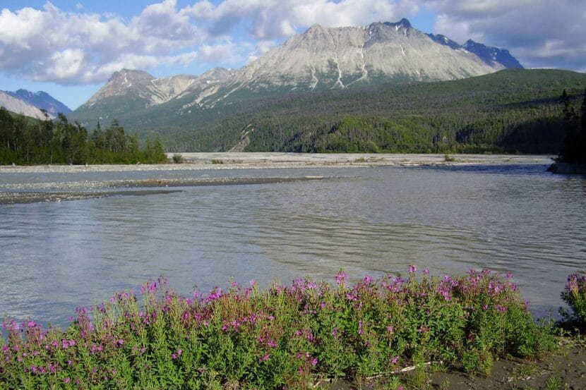 A landscape photo of a calm stretch of river, with purple flowers on the near bank and bare mountains in the background.