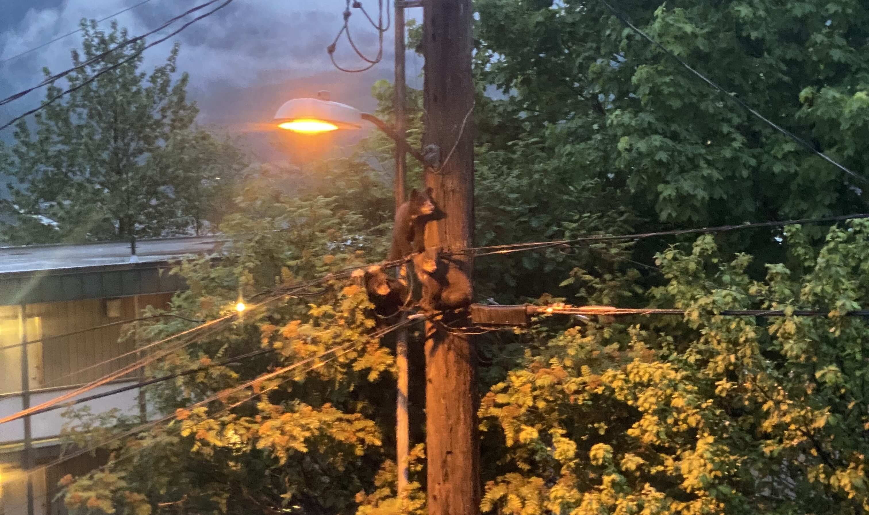 The three bear cubs climbed a Gold Street telephone pole on June 29, 2025, weeks before the incident. (Photo by Claire Stremple/KTOO)