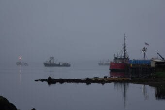 The fishing fleet delivering to Trident in Sand Point in June 2024.