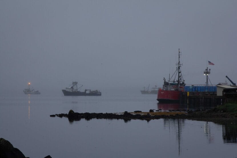 The fishing fleet delivering to Trident in Sand Point in June 2024.