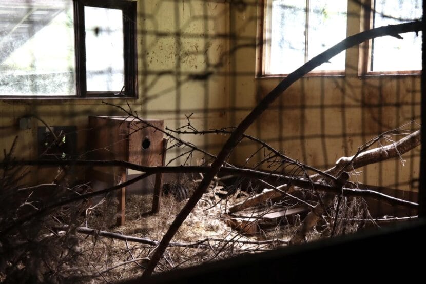 A dimly lit cage with a wooden nesting box and branches leaning at all angles. It appears to be empty.