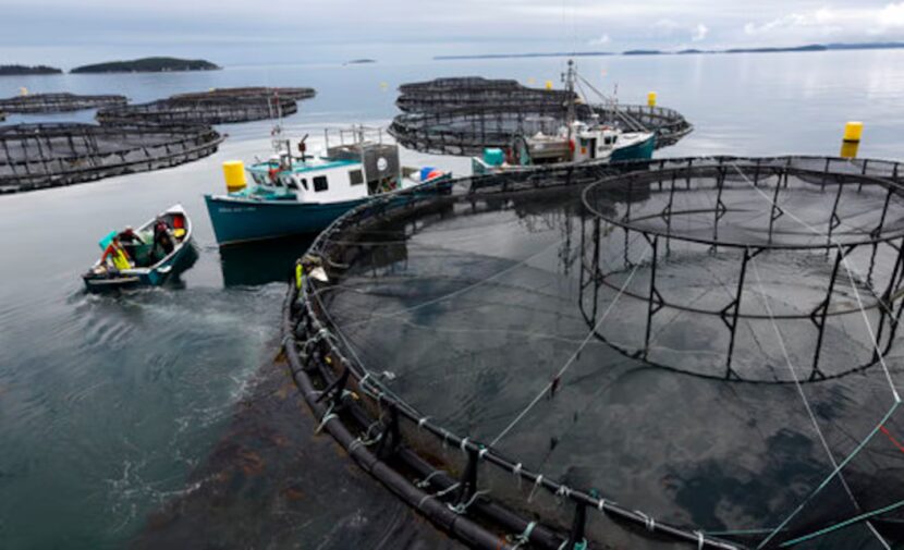 Boats sit next to a salmon pen