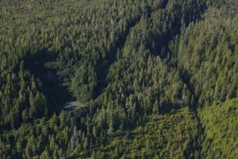 Logging roads crisscross the Tongass National Forest near Excursion Inlet. (Photo by Alix Soliman/KTOO)