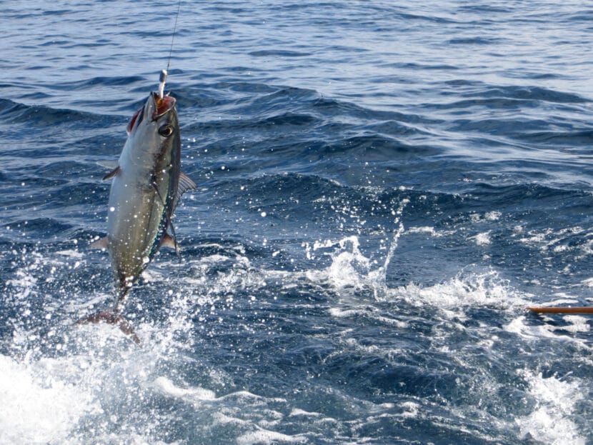 albacore hooked on a bait pole