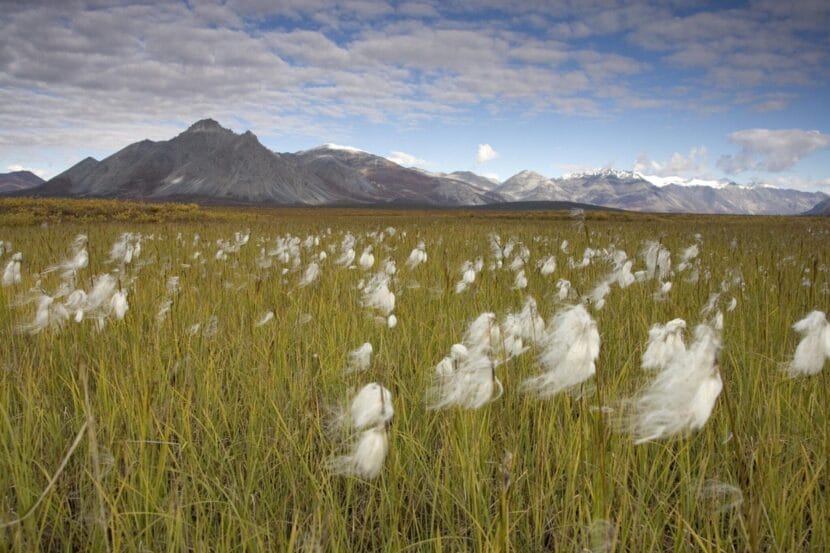 A field of tall grass with cottony seedheads in front of a stark, treeless mountain range
