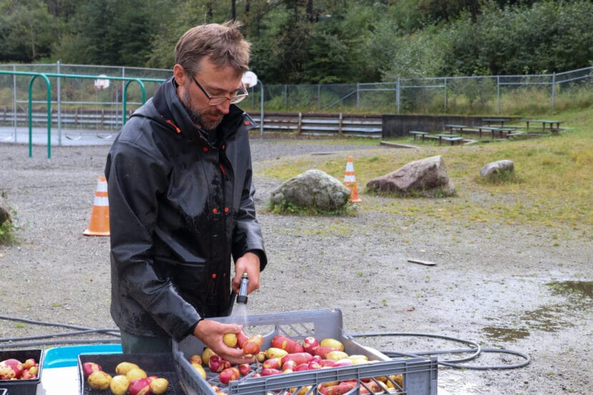 A man in a black jacket uses a hose to rinse a tray full of yellow and red potatoes.