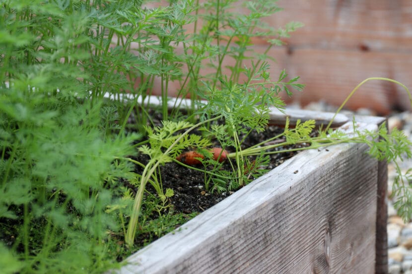 An orange carrot lies on its side in soil surrounded by green carrot tops in a wooden garden bed.