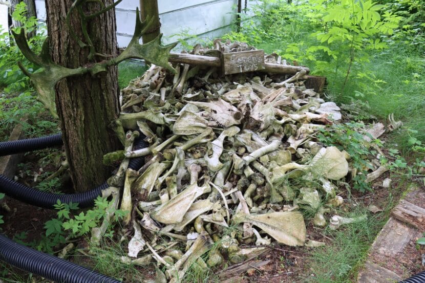 A decorative pile of animal bones at the Kroschel Films Wildlife Center property in June 2025.