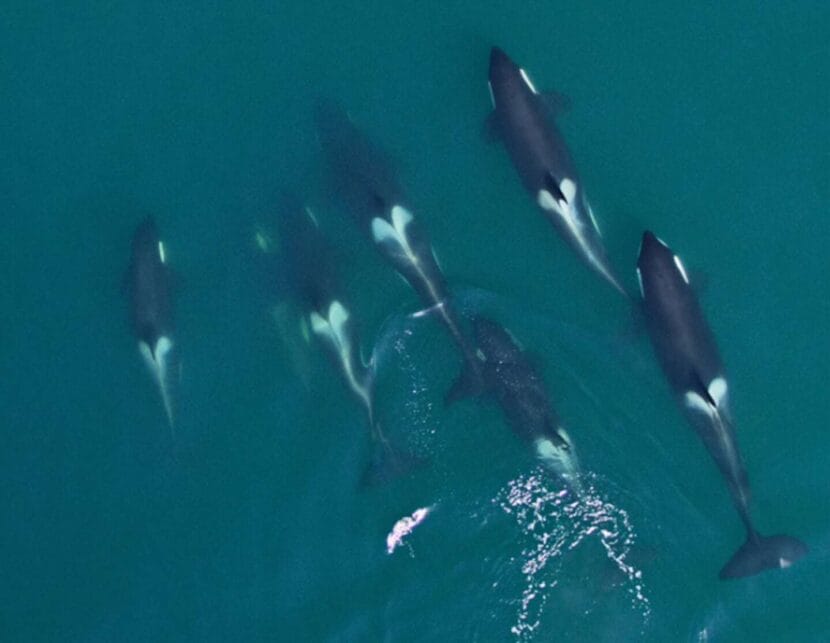 An aerial photo of seven killer whales, including young ones, swimming through greenish water.