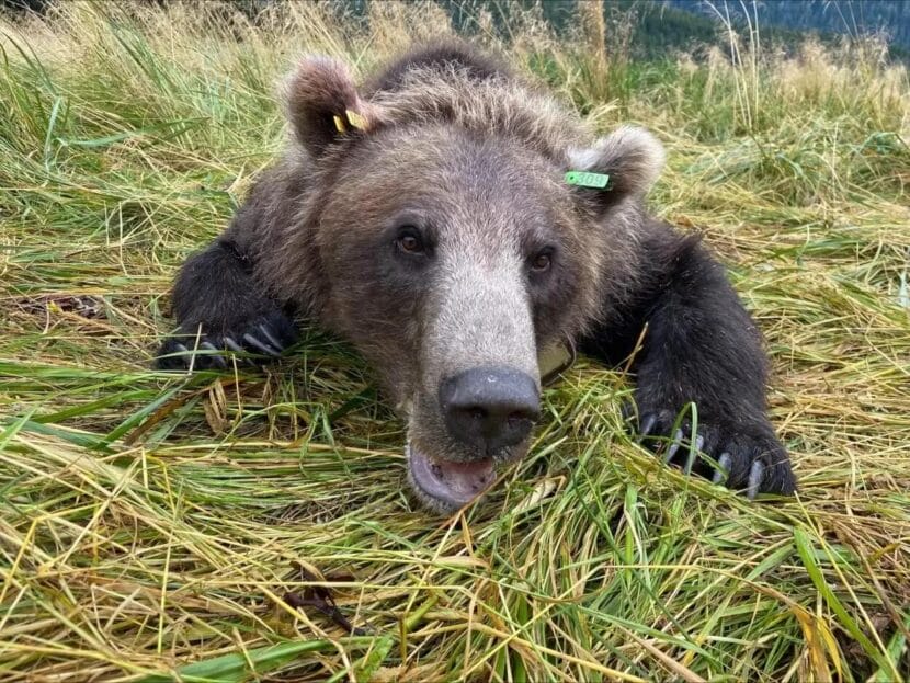 Bear 309 was captured, tagged and released on Aug. 22, 2025.