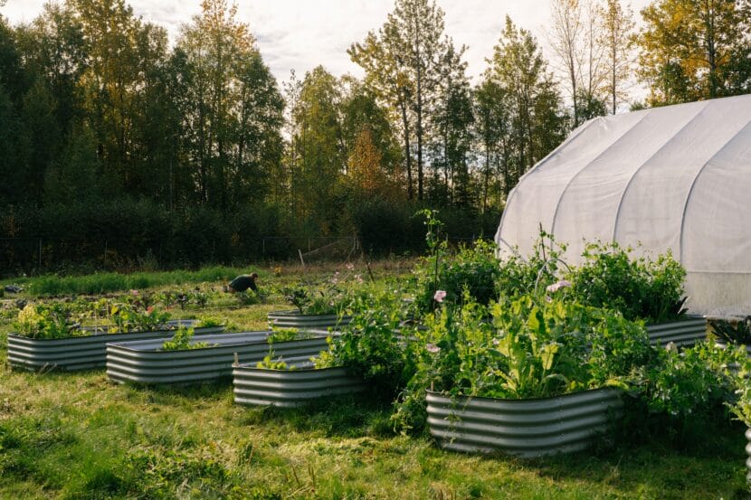 Tyonek Garden in 2024.