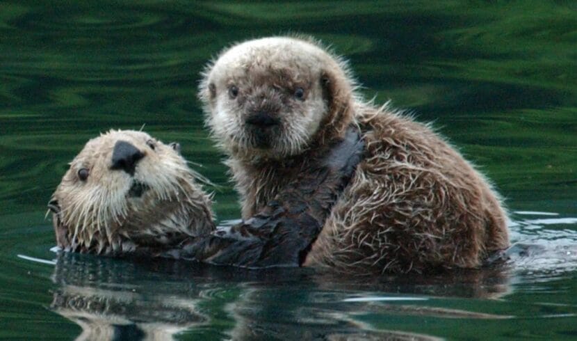 A pair of sea otters in the water, holding each other