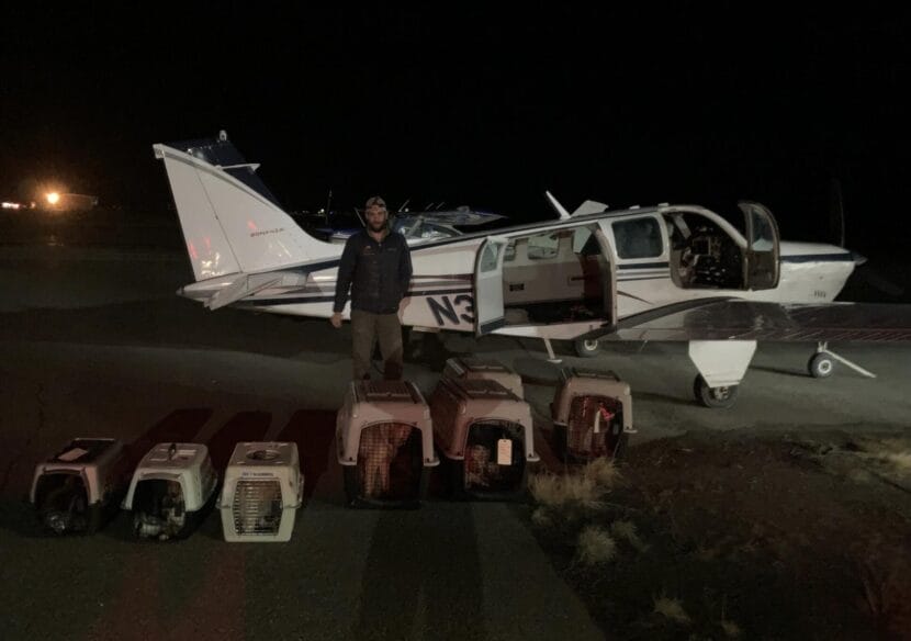 Pilot Nate DeHaan of Bethel-based DeHaan Aviation preparing to transport displaced dogs back to Bethel in Kipnuk, Alaska on Oct. 15, 2025.
