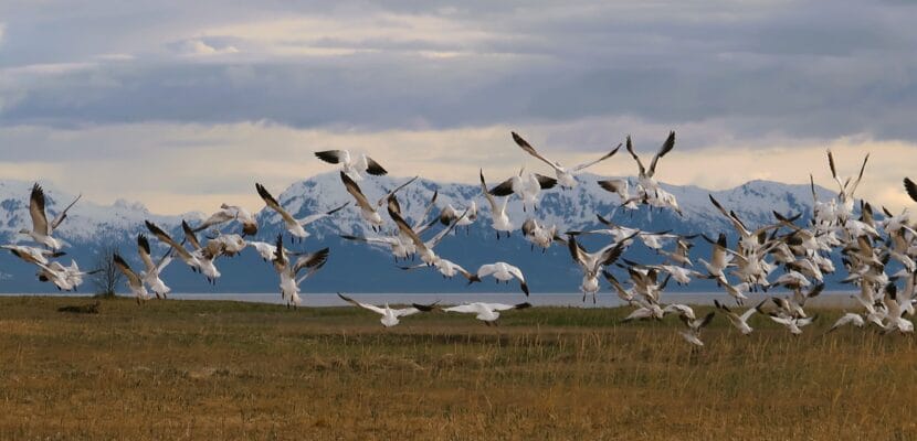 Snow geese take off at the Beach Meadows in Gustavus on May 13, 2022. (Photo Courtesy of James Mackovjak)