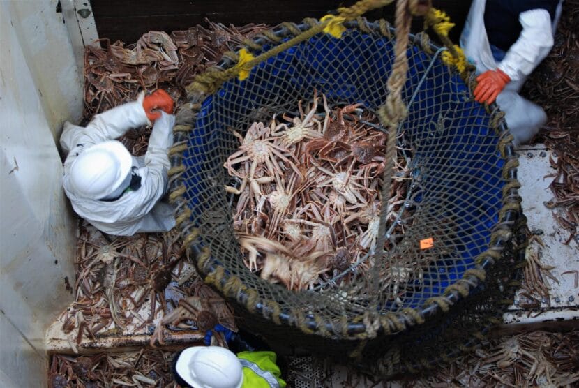 Fish and Game says survey results show increases in all sex and size groups of snow crab compared to last year. Large males remain at historic lows, but the population is showing signs of stabilization and recovery after the recent collapse.