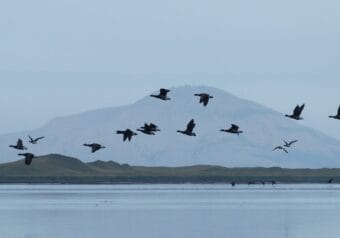 Brant fly over the water on Sept. 28, 2016, at Izembek Lagoon in Izembek National Wildlife Refuge. The refuge supports the entire Pacific population of black brant, a species of goose.