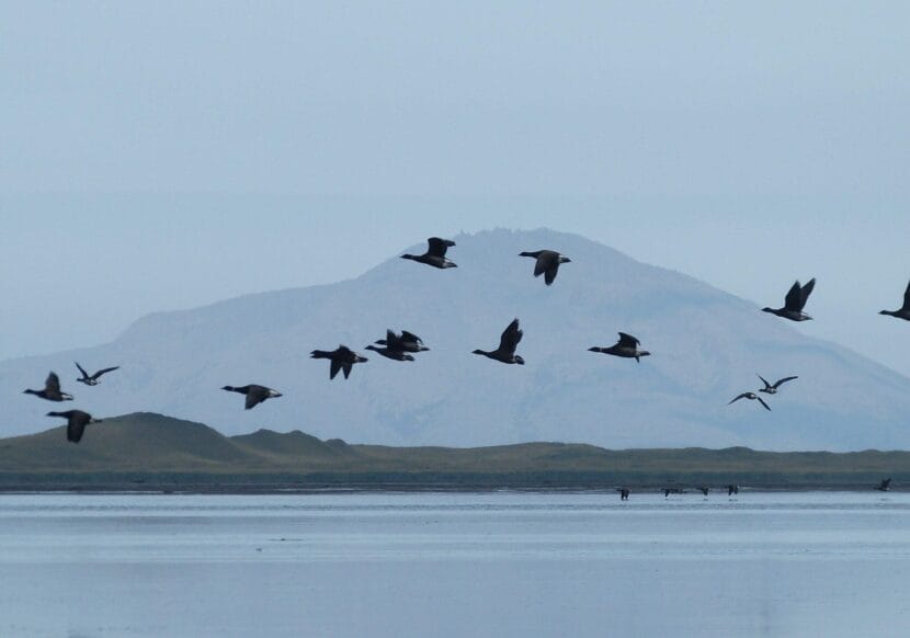 Brant fly over the water on Sept. 28, 2016, at Izembek Lagoon in Izembek National Wildlife Refuge. The refuge supports the entire Pacific population of black brant, a species of goose.