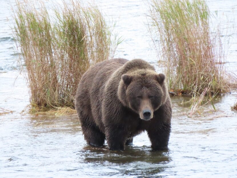 A brown bear stands in in shallow water in front of two bunches of tall grasses.