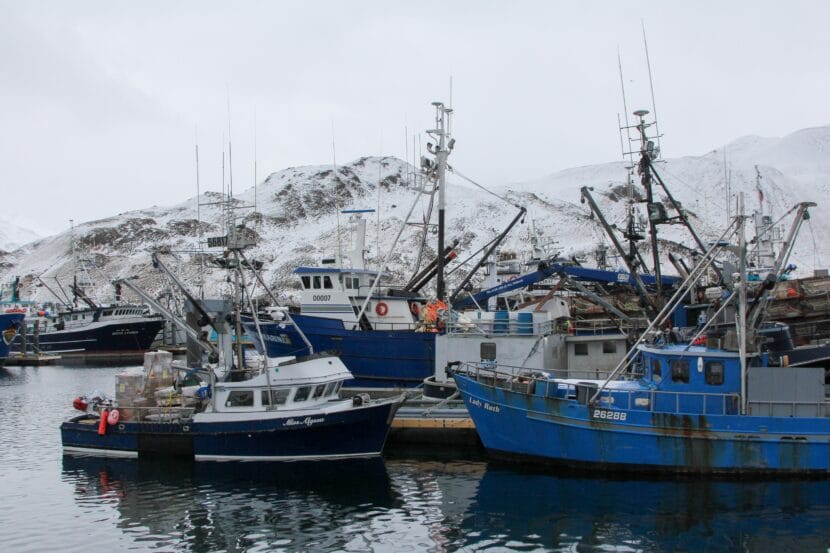 Dutch Harbor fleet at Carl Moses harbor. December 2023 Theo Greenly / KUCB