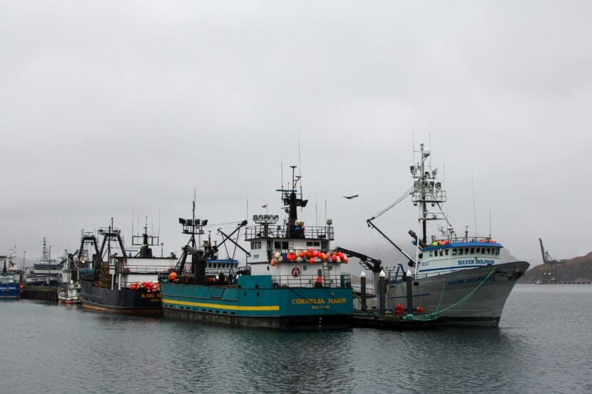 Fishing boats lined up at the Spit Dock in Unalaska's Port of Dutch Harbor, Nov. 19, 2025.
