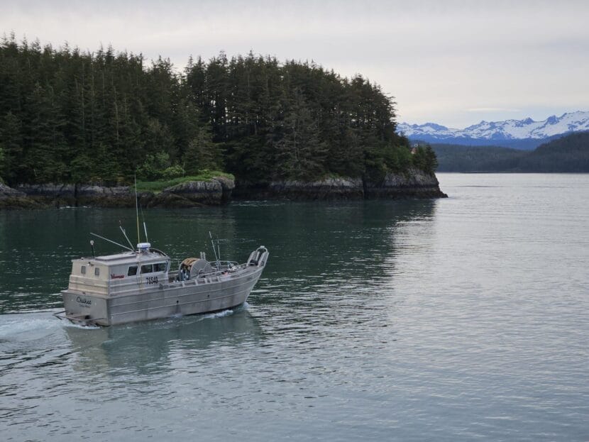 A commercial bowpicker is seen headed out of the Cordova harbor for a salmon fishing opener in June 2024