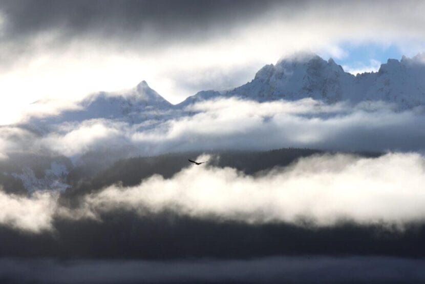 An eagle soars in the skies in front of a cloudy mountain range.