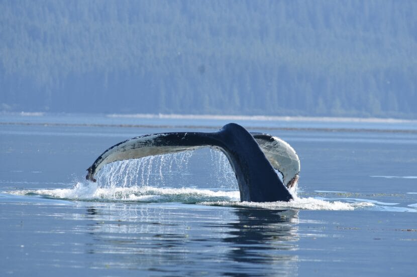 Whale #2161 diving in Glacier Bay in 2025.